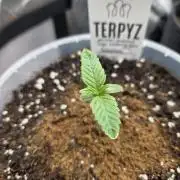 Trop Cherry Gas  - Relentlless