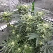 Wizard Trees - Studio Cherry