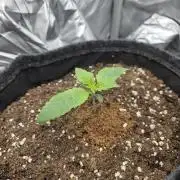 Strawberry Kiss - Mephisto Genetics