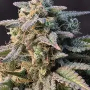 Slamberry - Speedrun Seeds