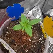 Ken´s Original Grand Daddy Purp (fem.)