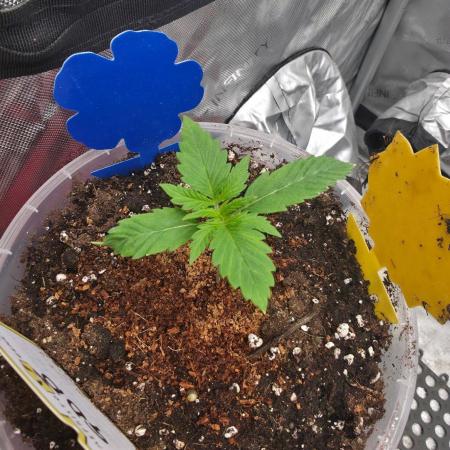 Ken´s Original Grand Daddy Purp (fem.)