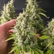 Pandora Auto - Paradise Seeds