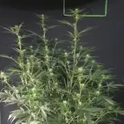 Ken´s Original Grand Daddy Purp (fem.)