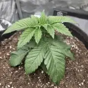 Wizard Trees - Studio Cherry