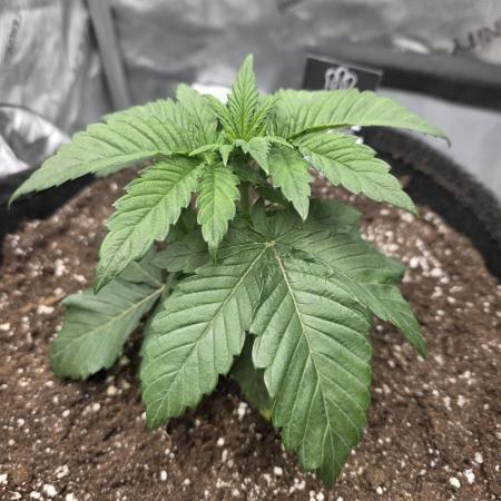 Wizard Trees - Studio Cherry