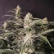 Pure Michigan Auto