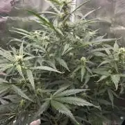 Amnesia Bilbo Auto - Genehtik
