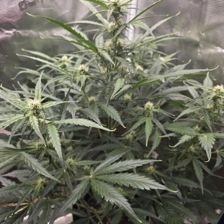 Amnesia Bilbo Auto - Genehtik