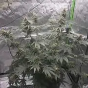 Orange Creampop - HSC