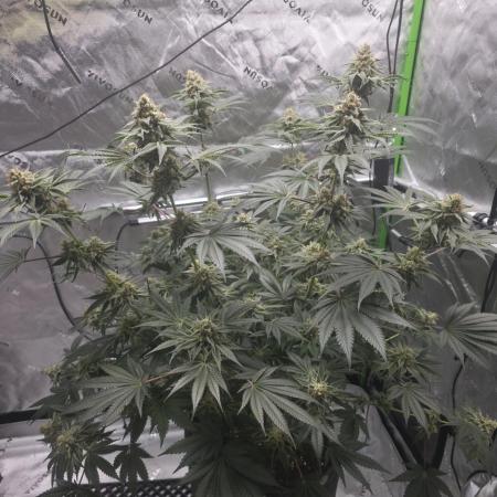 Orange Creampop - HSC