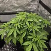 Pandora Auto - Paradise Seeds