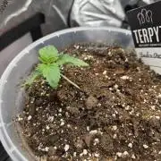 Wizard Trees - Studio Cherry