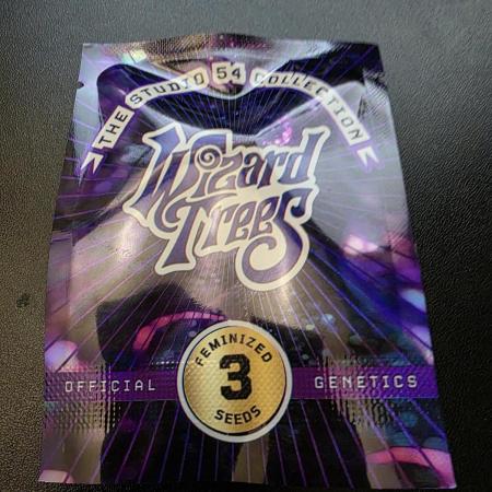 Wizard Trees - Studio Cherry