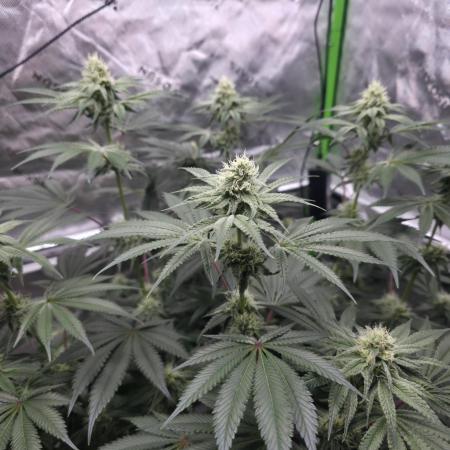 Orange Creampop - HSC