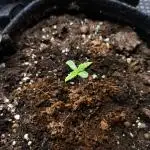 Pandora Auto - Paradise Seeds