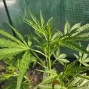 2nd Try Outdoor - Brutalis Auto