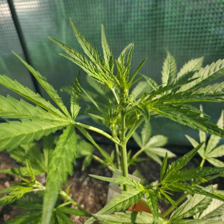 2nd Try Outdoor - Brutalis Auto