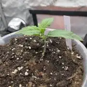 2nd Try Outdoor - Brutalis Auto