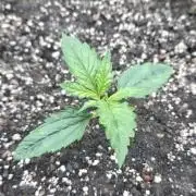 2nd Try Outdoor - Brutalis Auto
