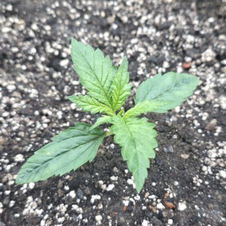 2nd Try Outdoor - Brutalis Auto