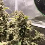 Strawberry Cheesecake Auto - HSC