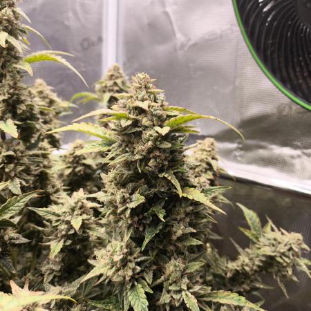 Strawberry Cheesecake Auto - HSC