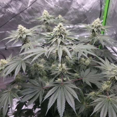 Orange Creampop - HSC