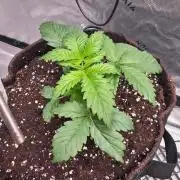 Next of KIN - Super Strains