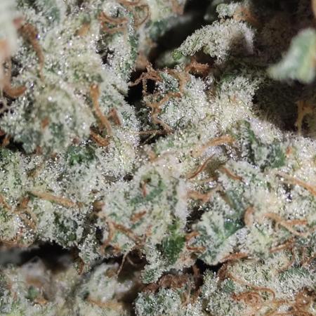 Atlas Seeds - GMO 8 (Autoflower)