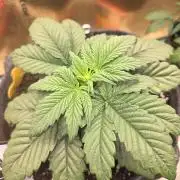 Strawberry Kiss - Mephisto Genetics