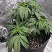 Wizard Trees - Studio Cherry