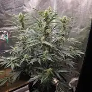 Pure Michigan Auto