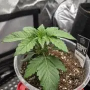 Wizard Trees - Studio Cherry