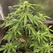 Slamberry - Speedrun Seeds