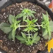 Trop Cherry Gas  - Relentlless