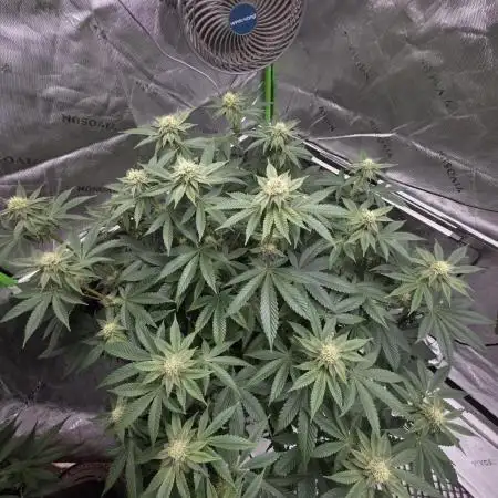 Trop Cherry Gas  - Relentlless