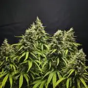 Pandora Auto - Paradise Seeds