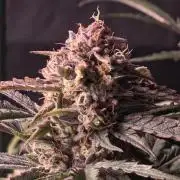 Pure Michigan Auto