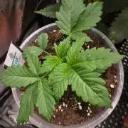 Next of KIN - Super Strains