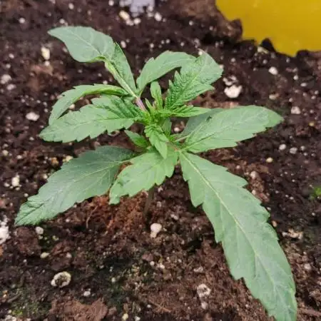 Strawberry Cheesecake Auto - HSC