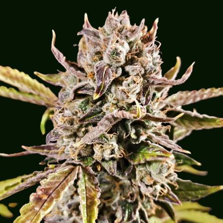 Eternity Grow Cup 2025 - Runtz Auto