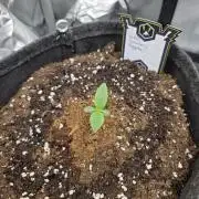 Strawberry Kiss - Mephisto Genetics