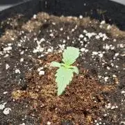 Pure Michigan Auto