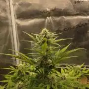 Slamberry - Speedrun Seeds