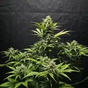 Slamberry - Speedrun Seeds