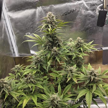 Slamberry - Speedrun Seeds