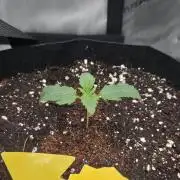 Pure Michigan Auto
