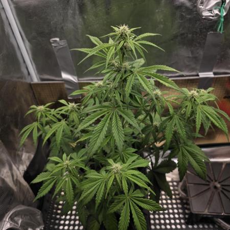 Slamberry - Speedrun Seeds