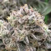 Double Stuffed Sorbet